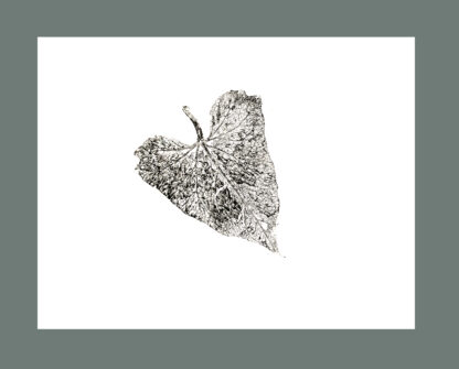 California Native Cards 4 Island Morning Glory Hand Pressed Plant Cards - Image 5