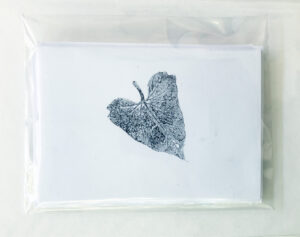 set of 4 california native plant cards featuring island morning glory leaf