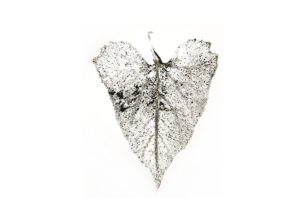 plant leaf blank card
